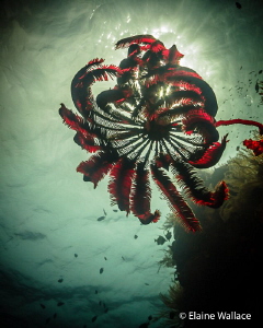 Crinoid near the top of the wall. by Elaine Wallace 